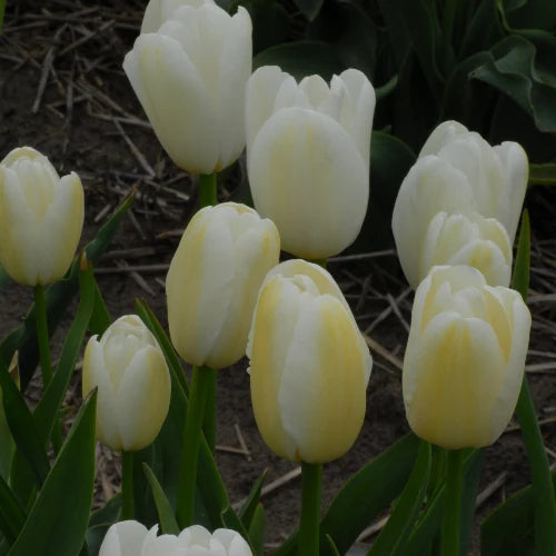 Tulipa 'Catherina' Bulbs