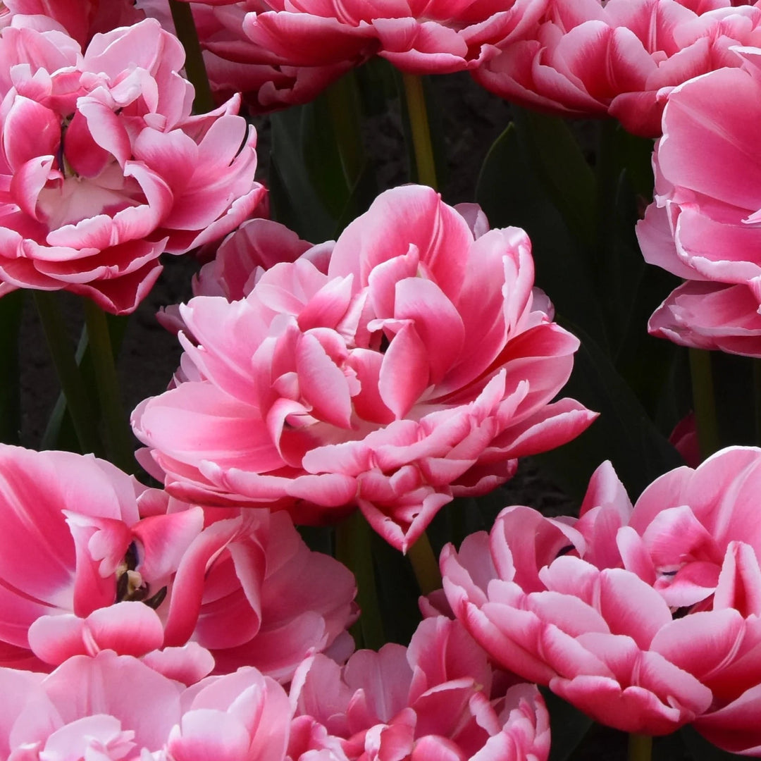 Tulipa 'Columbus' Bulbs