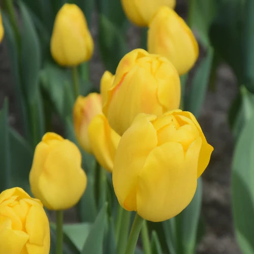 Tulipa 'El Dorado' Bulbs