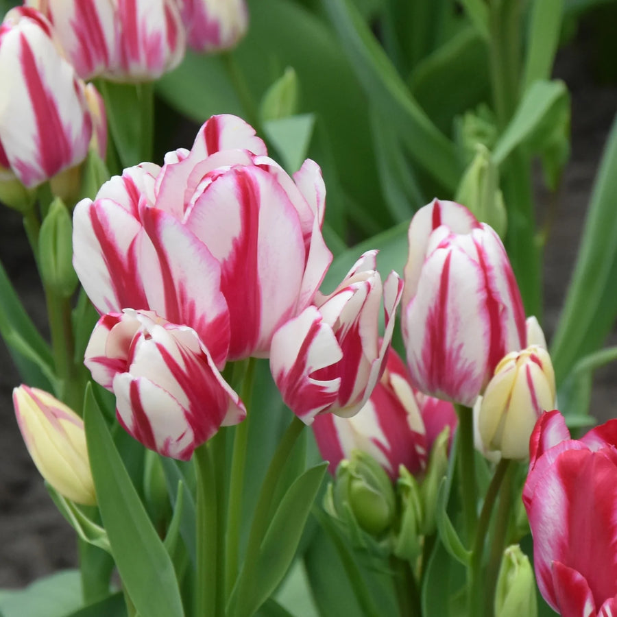 Tulipa 'Flaming Club' Bulbs