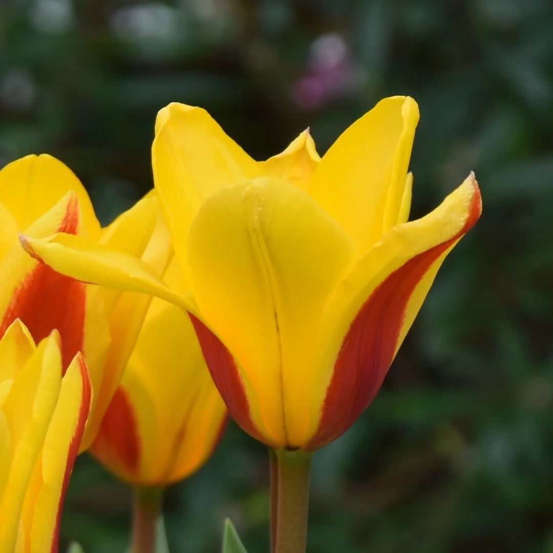 Tulipa 'Goudstuk' Bulbs