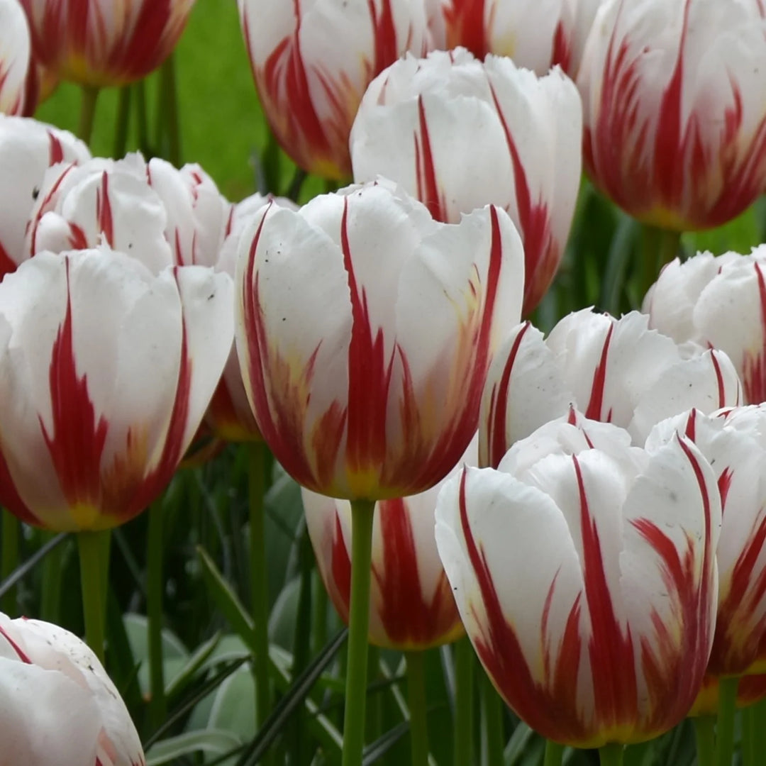 Tulipa 'Happy Generation' Bulbs