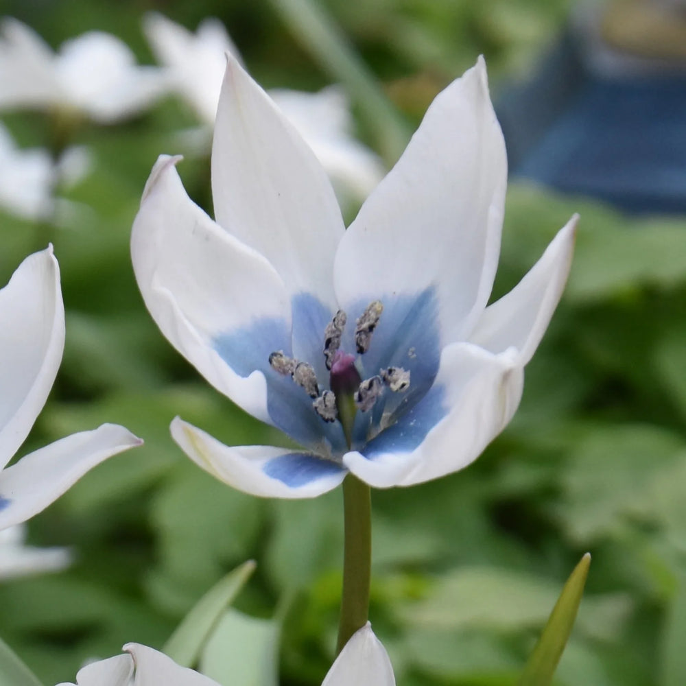 Tulipa humilis 'Albocaerulea' Bulbs