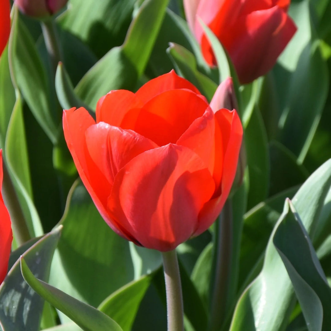 Tulipa 'Lucky One' Bulbs