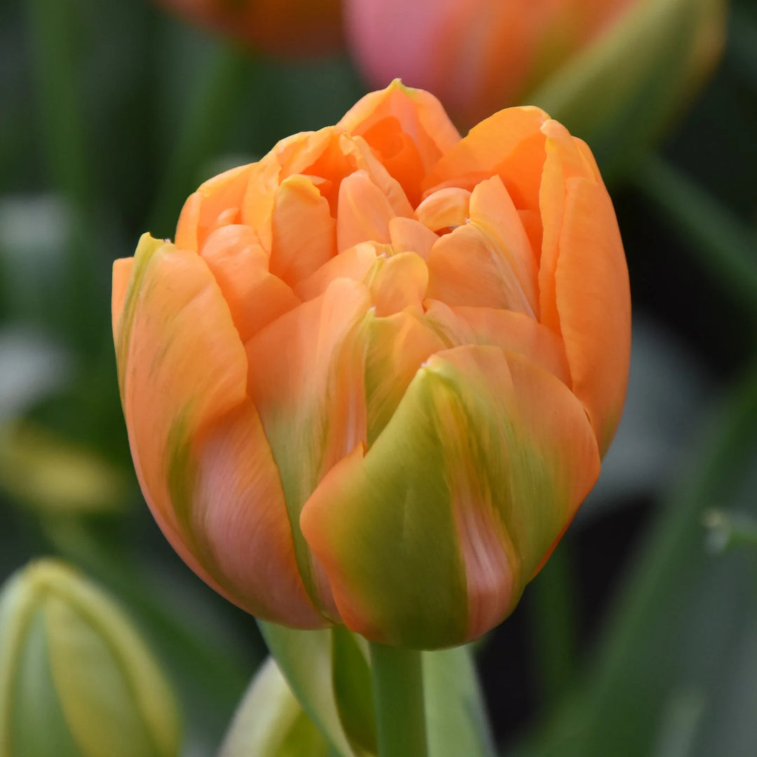 Tulipa 'Le Lavandou' Bulbs