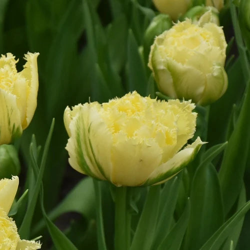 Tulipa 'Lemon Shoot' Bulbs