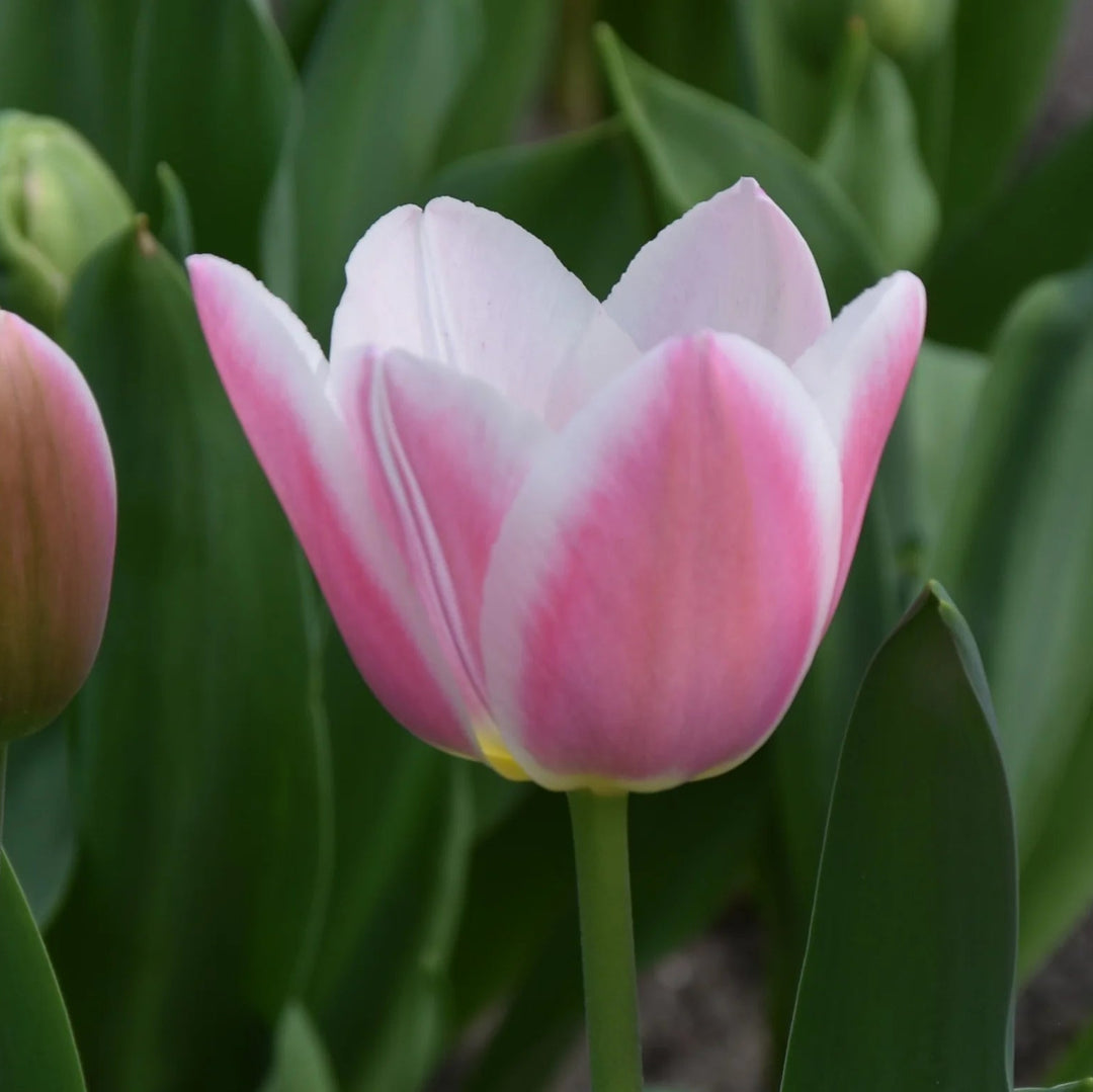 Tulipa 'Mandy's Choice' Bulbs