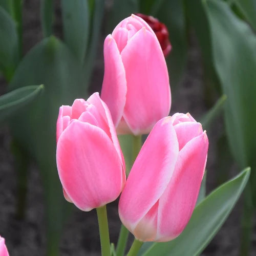 Tulipa 'Mandy's Choice' Bulbs