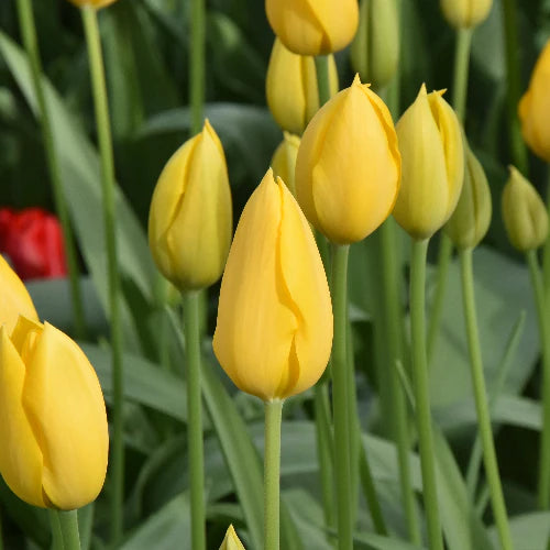 Tulipa 'Muscadet' Bulbs