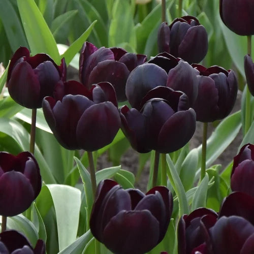 Tulipa 'Nightmare' Bulbs