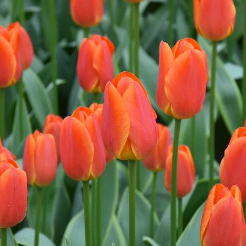Tulipa 'Okura' Bulbs