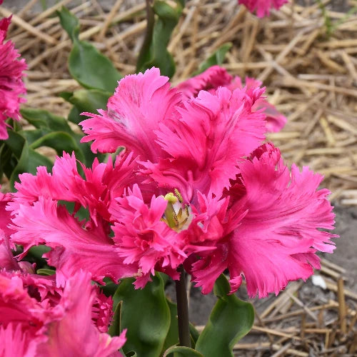 Tulipa 'Power Parrot' Bulbs