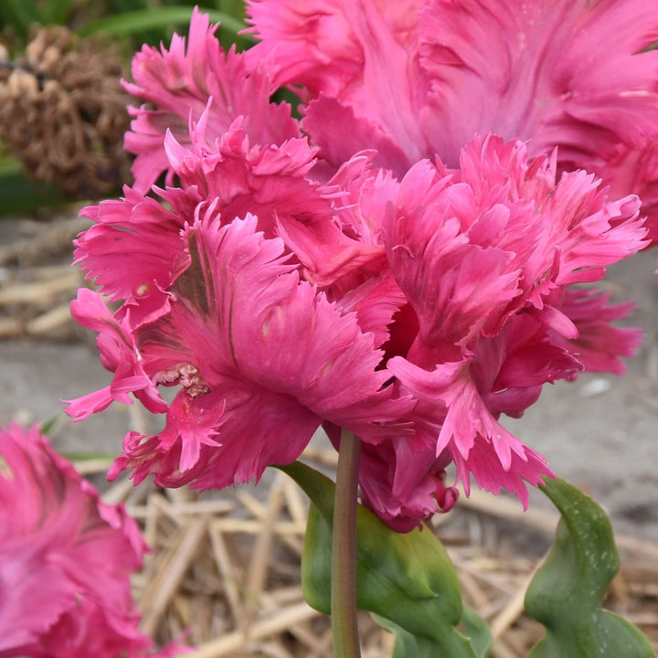 Tulipa 'Power Parrot' Bulbs