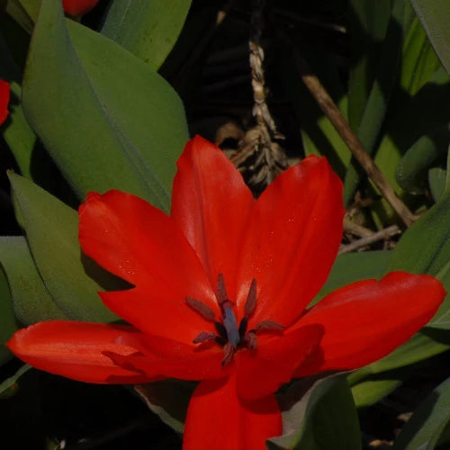 Tulipa praestans 'Zwanenburg' Bulbs