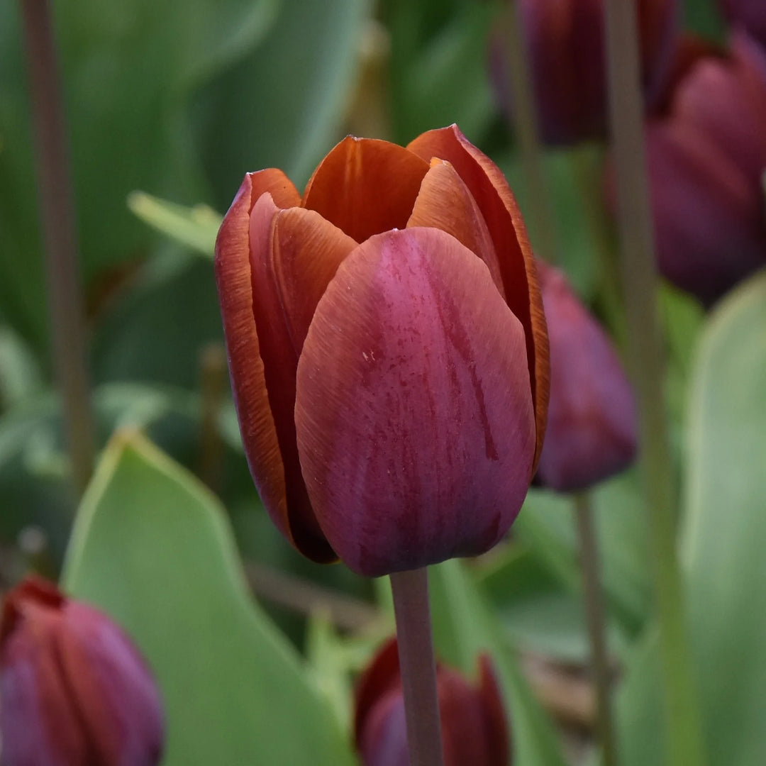 Tulipa 'Prince of Wales' Bulbs
