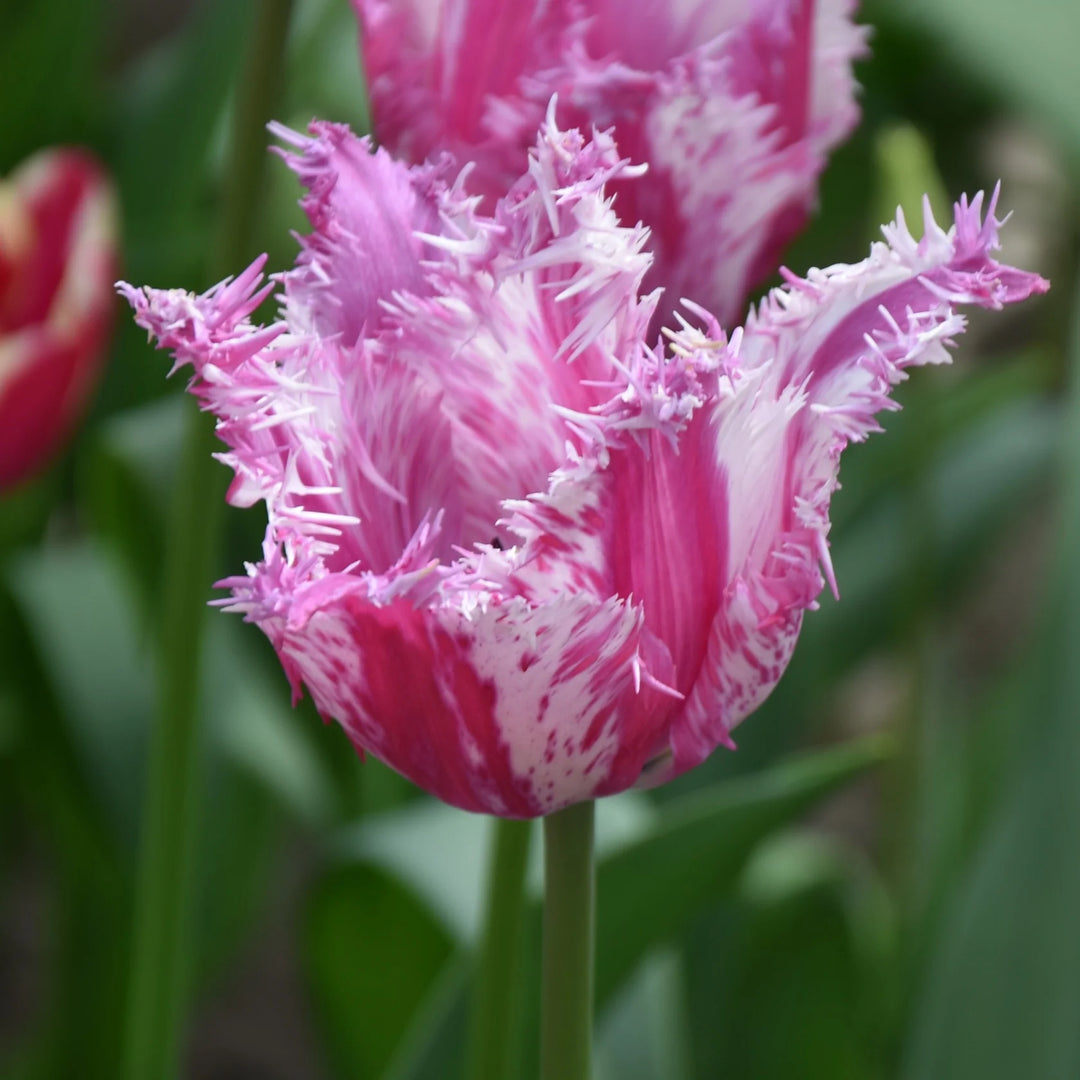 Tulipa 'Purple Circus' Bulbs