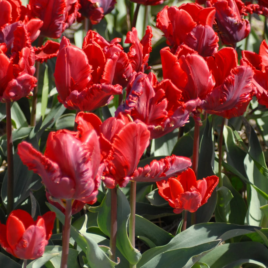 Tulipa 'Rococo' Bulbs