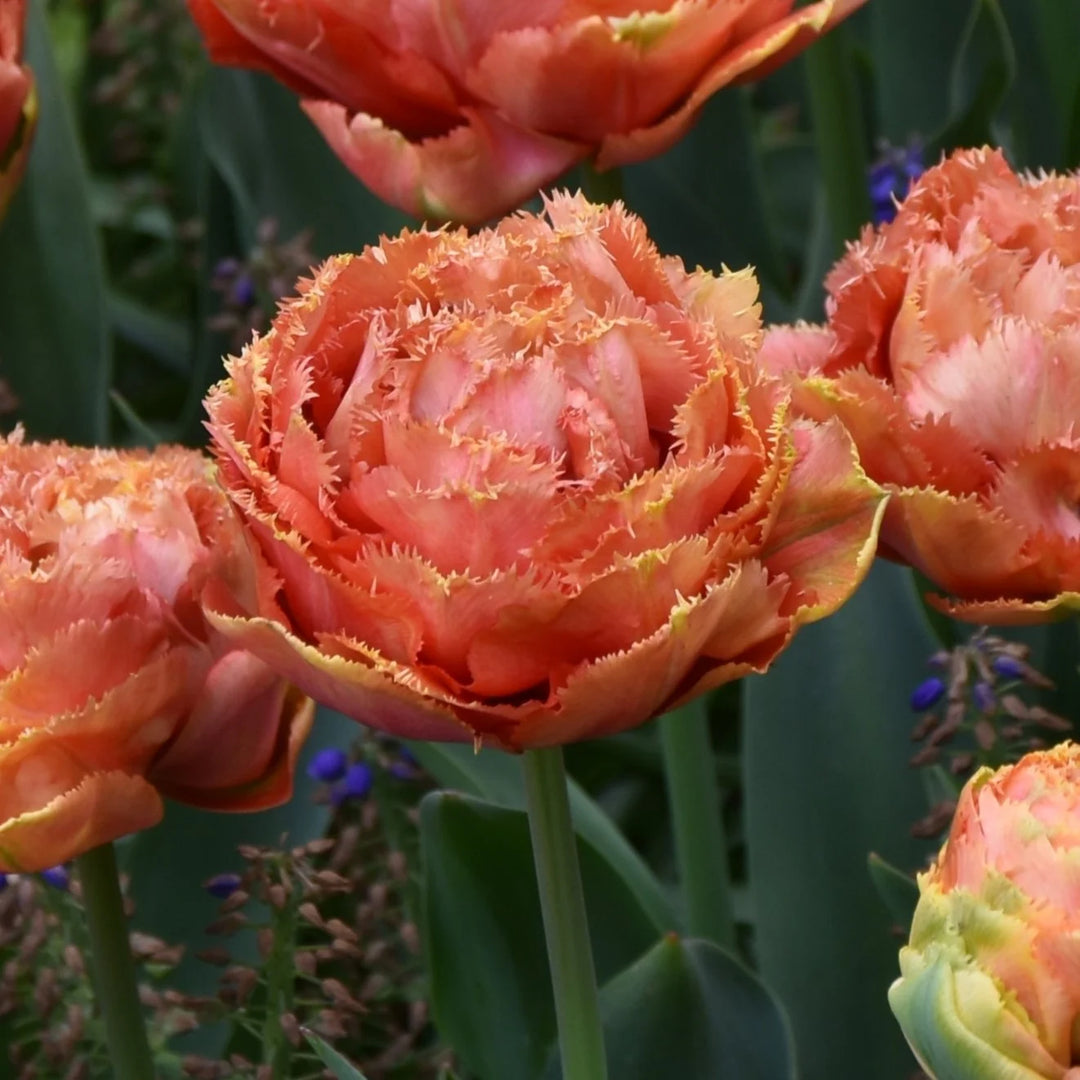 Tulipa 'Sensual Touch' Bulbs