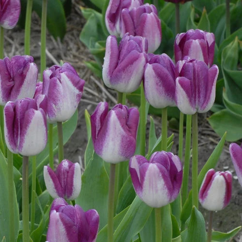 Tulipa 'Shiun' Bulbs