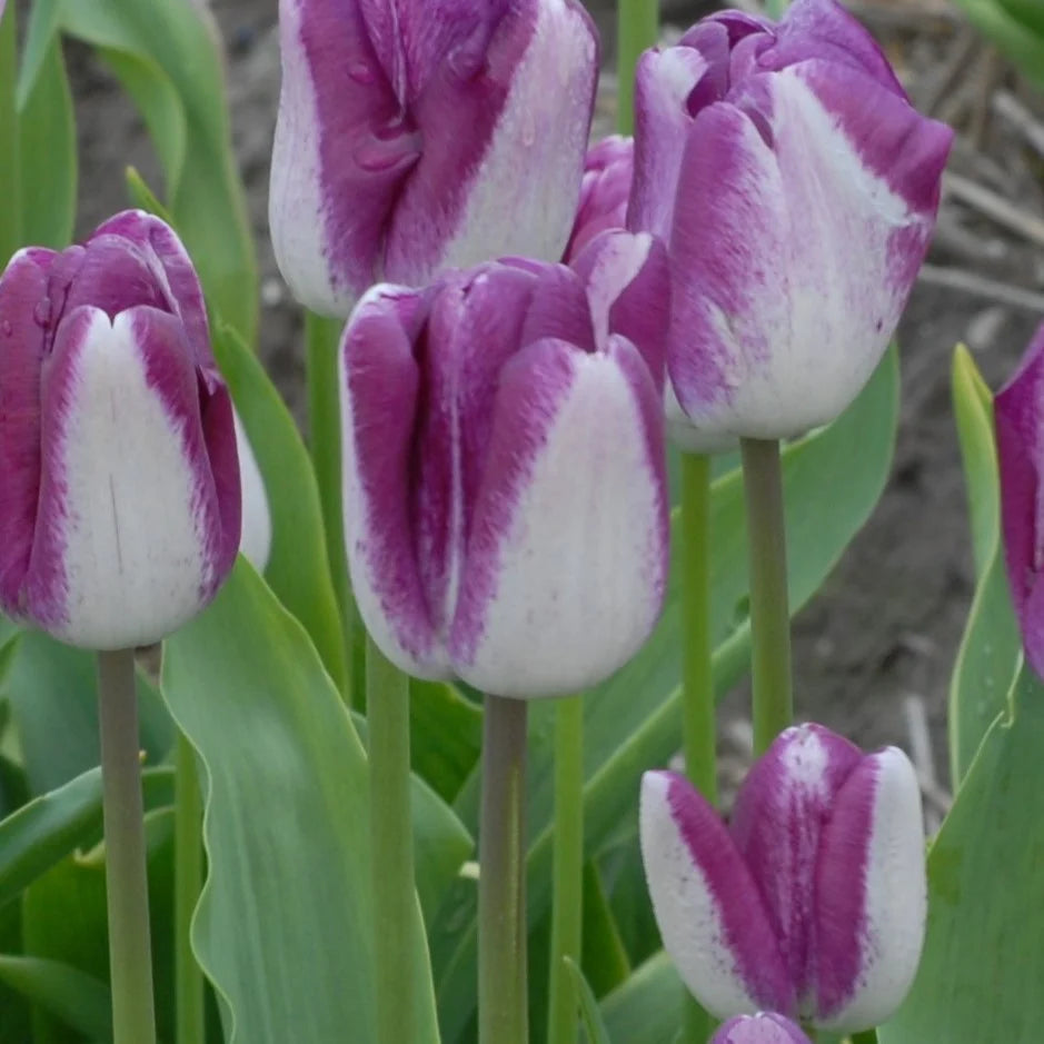 Tulipa 'Shiun' Bulbs