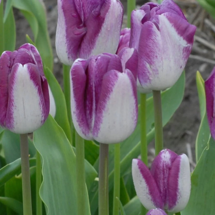 Tulipa 'Shiun' Bulbs