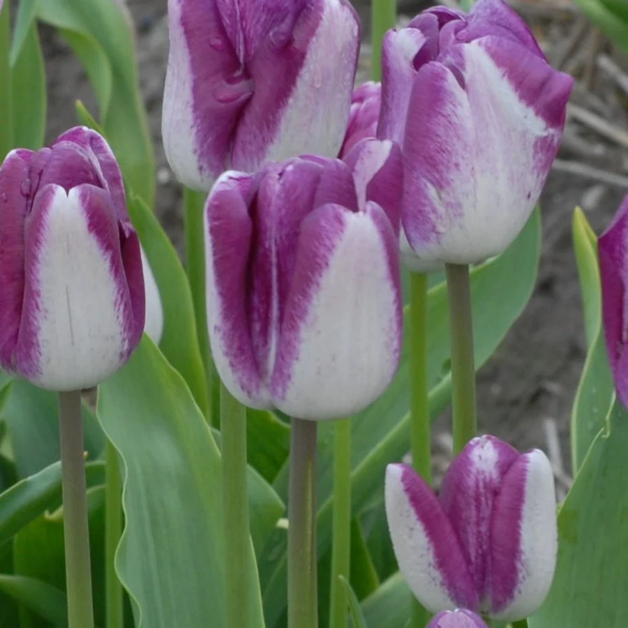 Tulipa 'Shiun' Bulbs