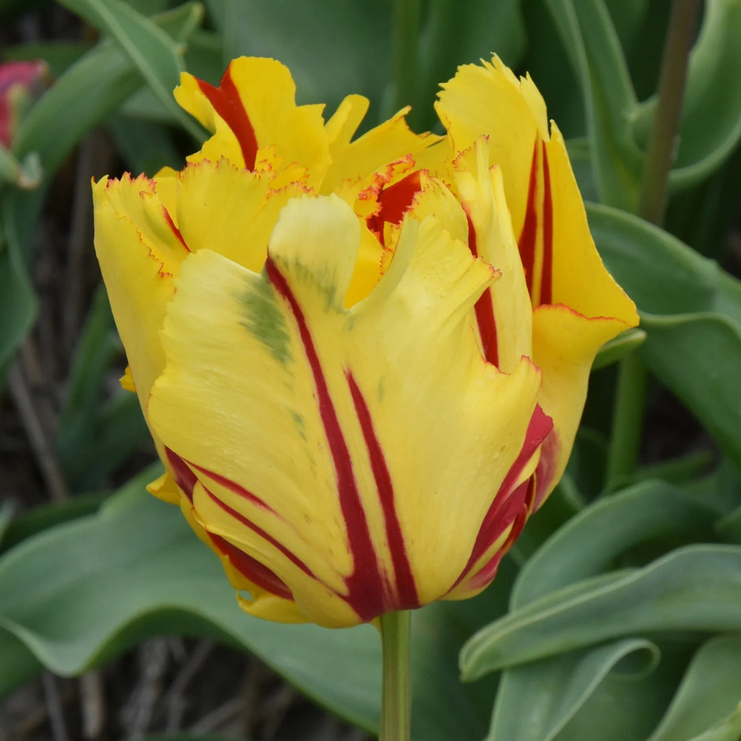 Tulipa 'Texas Flame' Bulbs