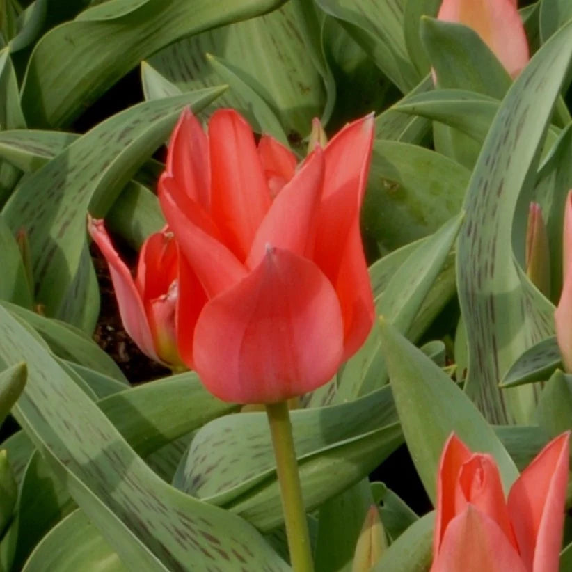 Tulipa 'Toronto' Bulbs