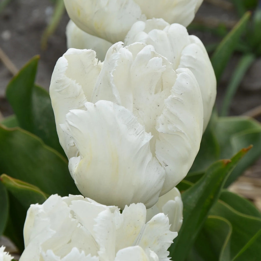 Tulipa 'White Parrot' Bulbs