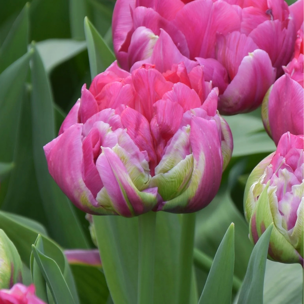Tulipa 'Wicked in Pink' Bulbs