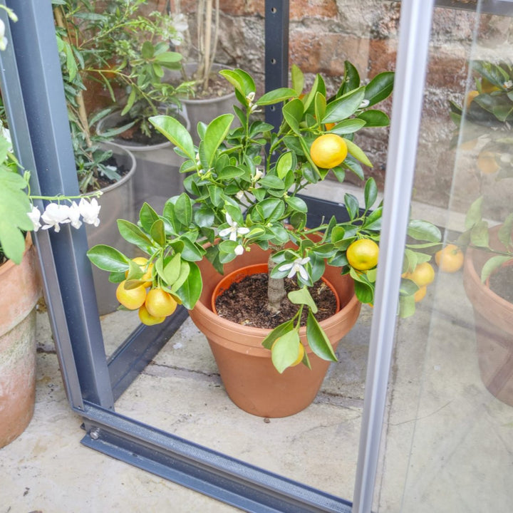 Buy Access Garden City Max Growhouse online UK