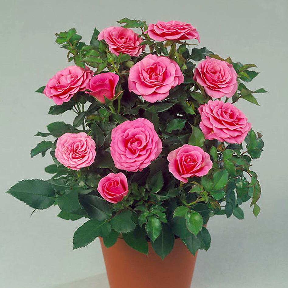 Rosa 'Violet Hit'