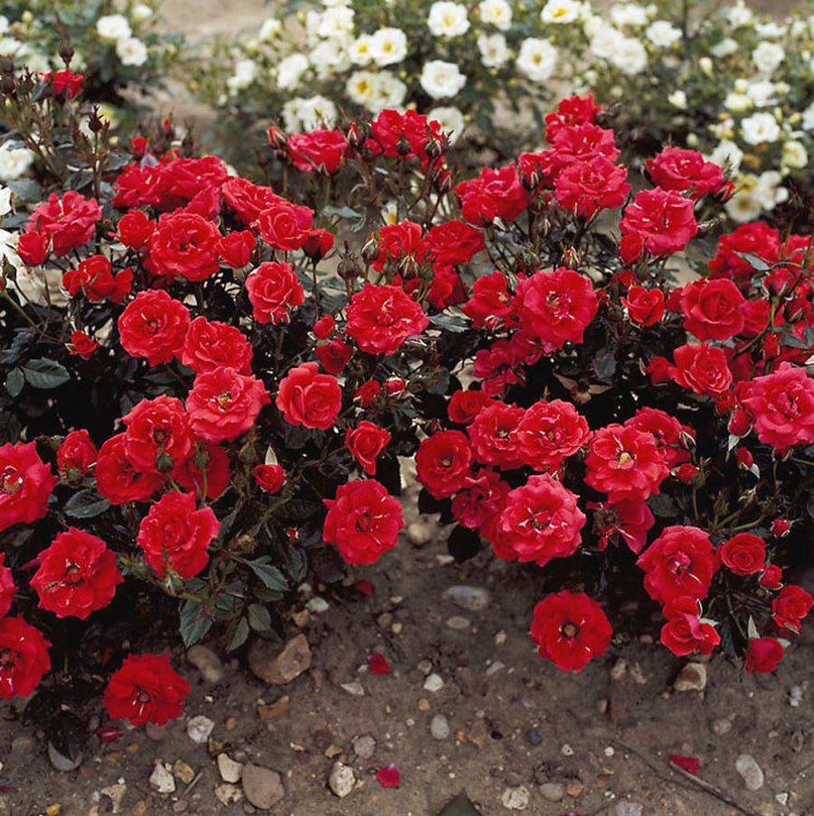 Rosa 'Top Hit'