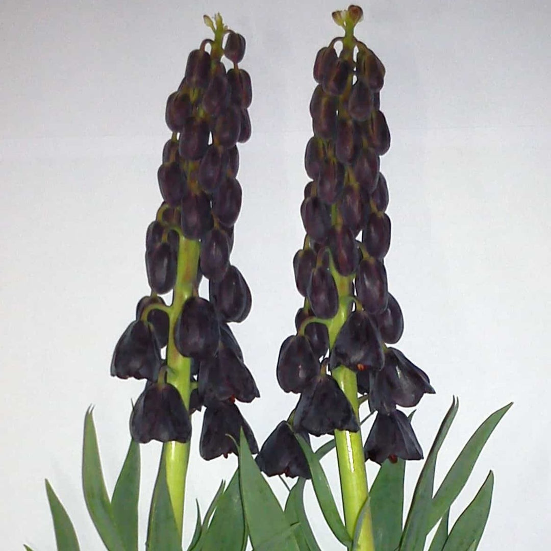 Fritillaria 'Twin Towers Tribute'