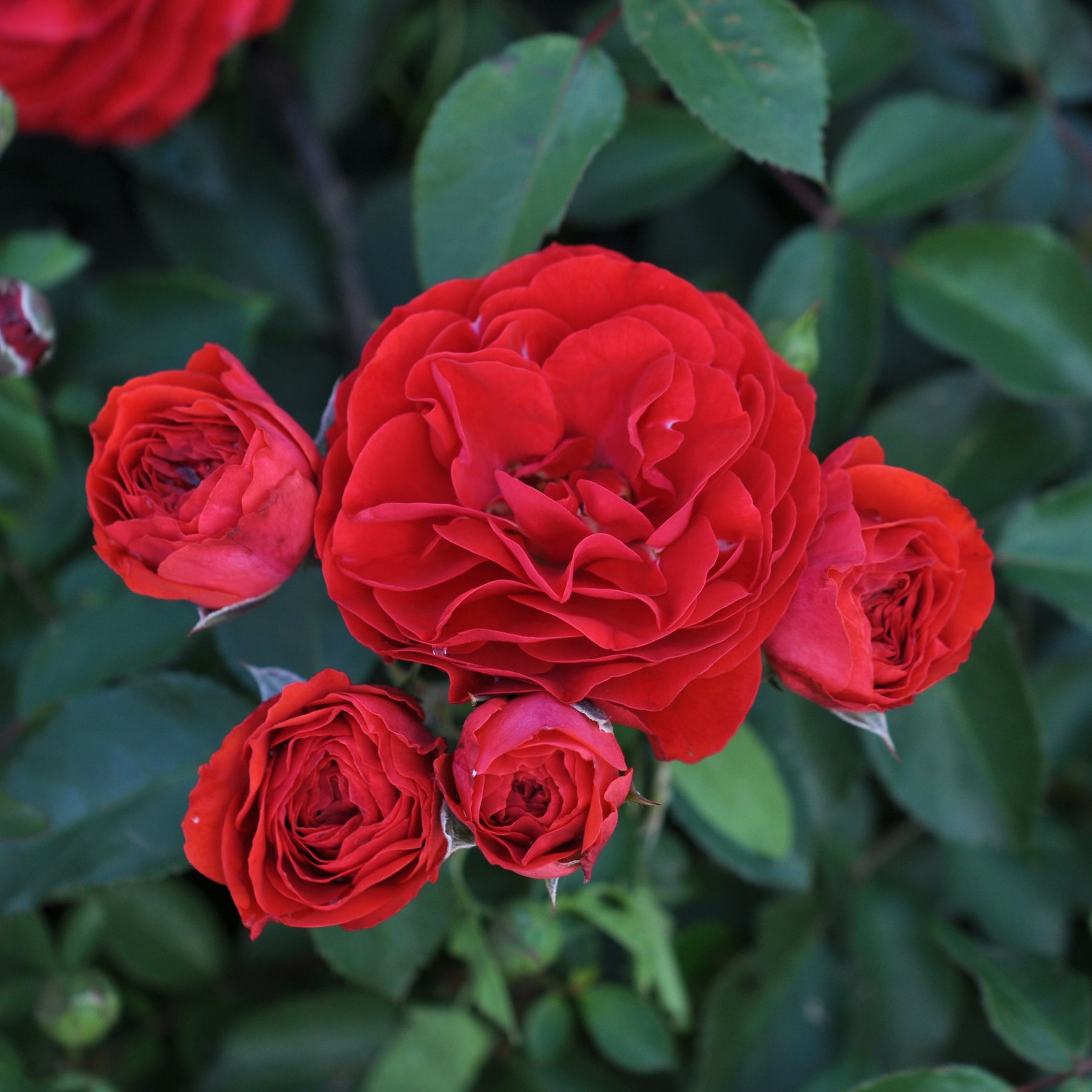 Tara Rosa Rosa 'Tara' (Abundant Reka Collection) - Garden Wildlife