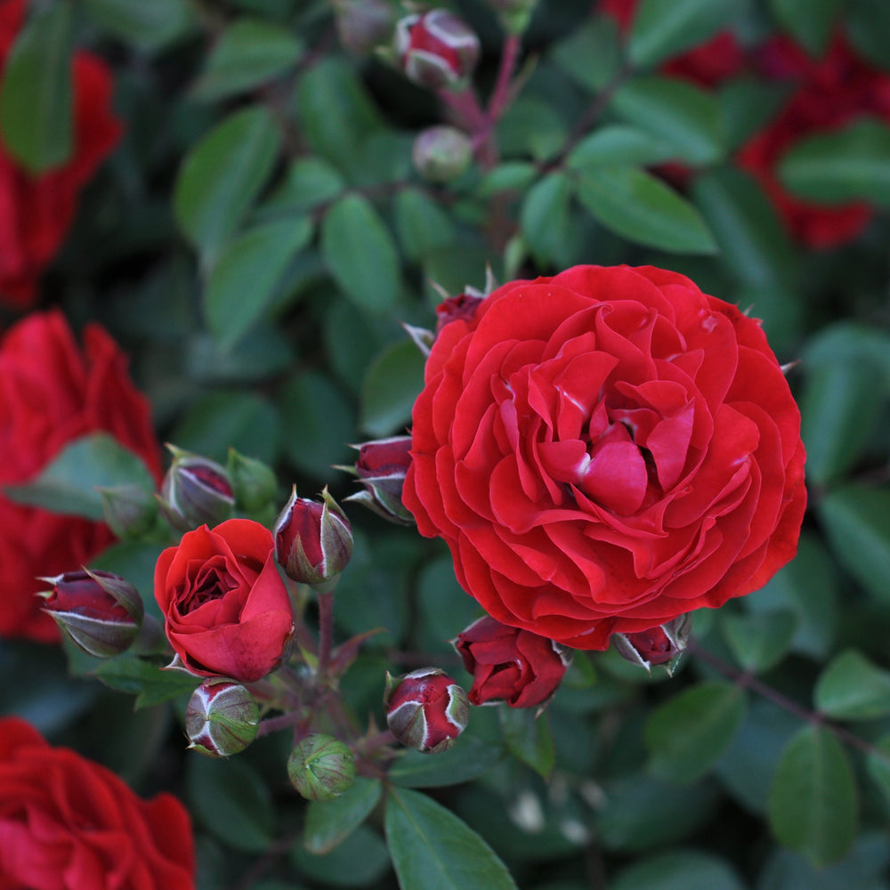 Rosa 'Tara' (Abundant Reka Collection)