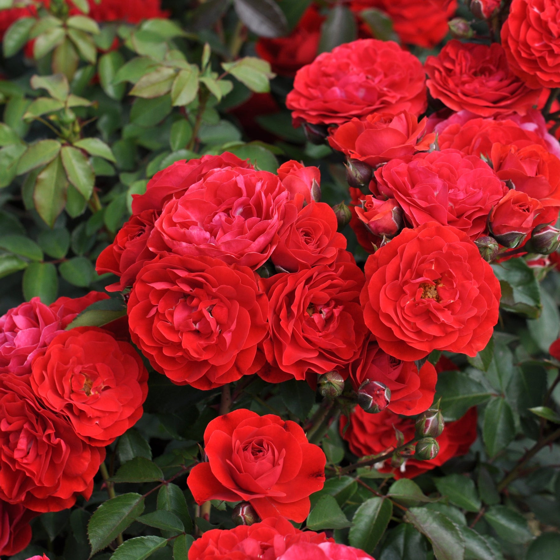 Tara Rosa Rosa 'Tara' (Abundant Reka Collection) - Garden Wildlife