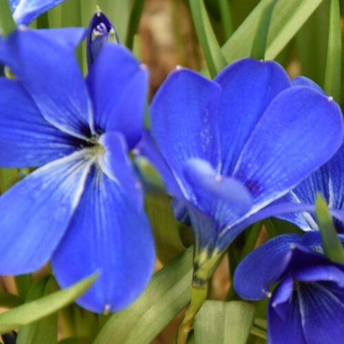 Tecophilaea cyanocrocus (Chilean Blue Crocus) Bulbs