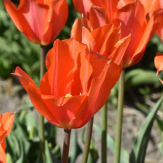 Tulip 'Temple of Beauty' Bulbs