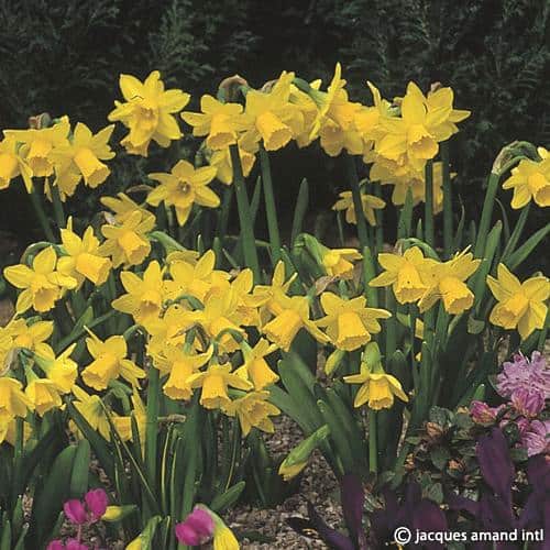 Narcissus 'Tete-a-Tete'