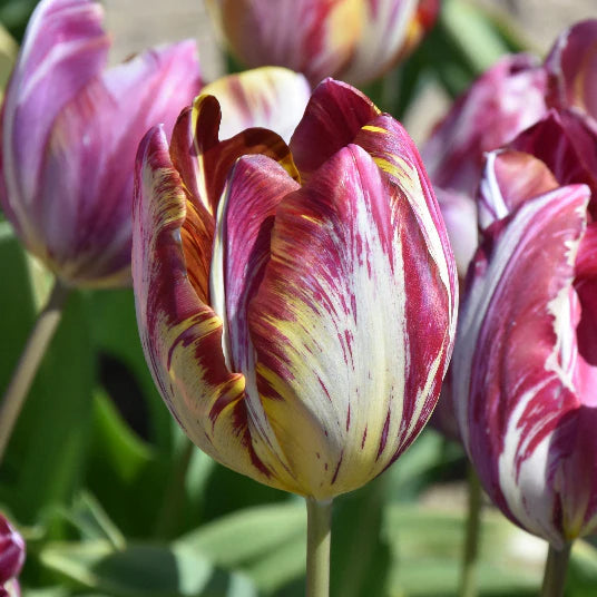 Tulipa 'The Lizard'