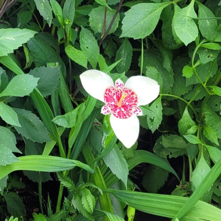 A close shot of a pale white, red centred Tigridia pavonia 'Alba Grandiflora' flower against a wall of green leaves.