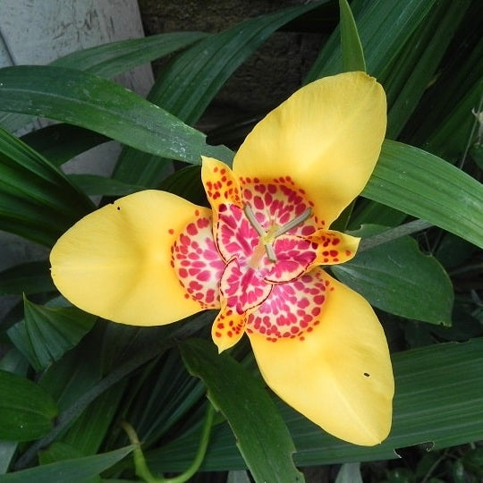 A bright yellow 3 petalled Tigridia pavonia 'Aurea' flower in a bed of green leaves with red spots at its centre.