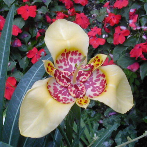 A beautiful pale yellow Tigridia pavonia 'Canariensis' flower with red spots at the centre against a bed of small red flowers.