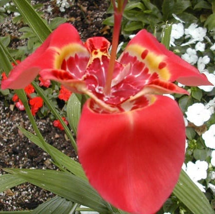 A bright red, spotted Tigridia pavonia 'Speciosa' flower in a planted bed surrounded by small white flowers.
