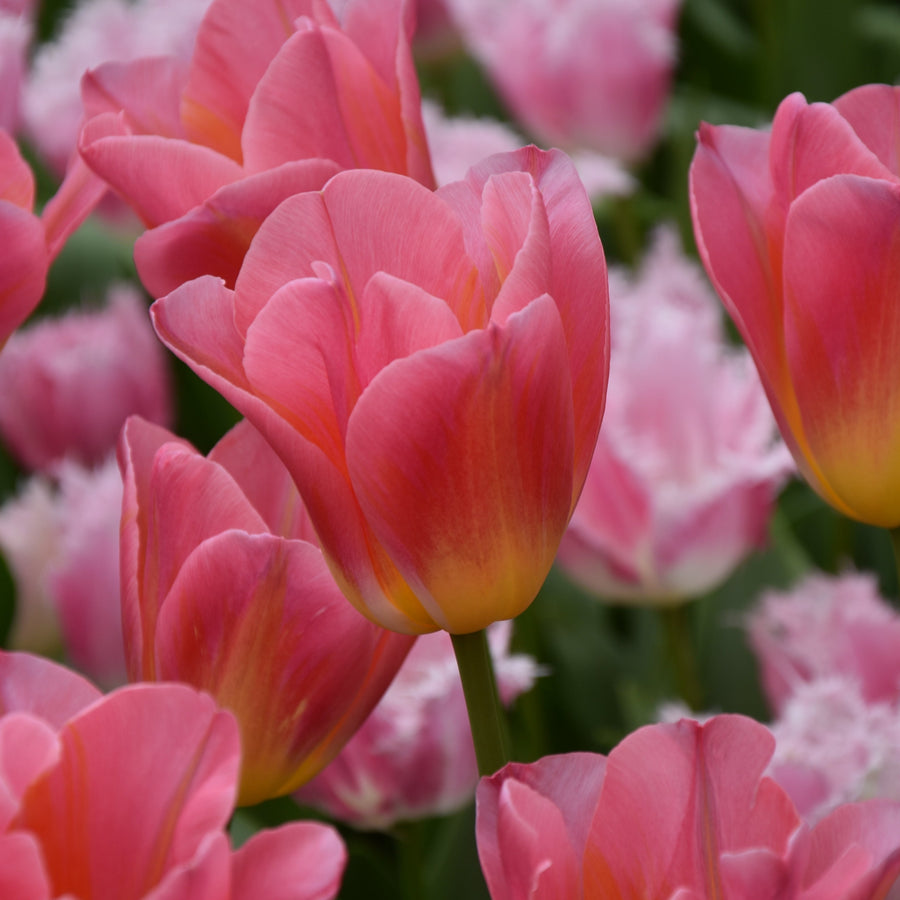 Tulip 'Tom Pouce' Bulbs