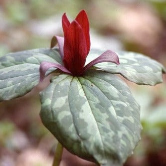 Trillium cuneatum