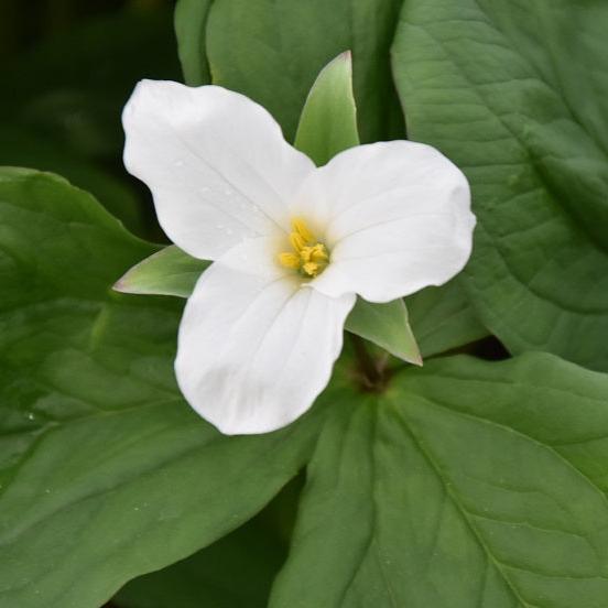 Trillium grandiflorum