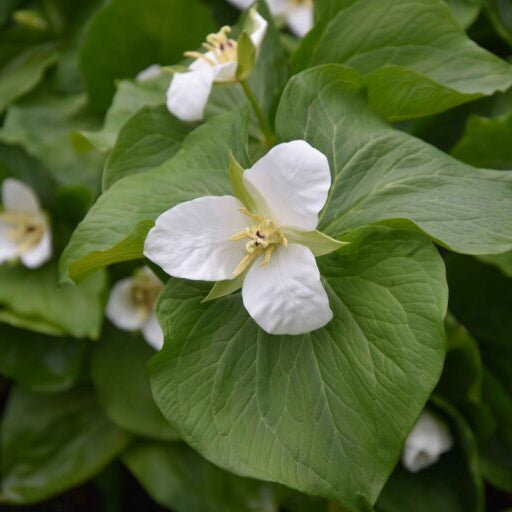 Buy Trillium camschatcense Rhizomes online