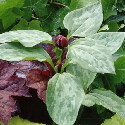 Trillium recurvatum